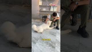 如何跟狗狗建立亲和力#训犬 #科学养宠攻略 #萨摩耶 #广州狗狗训练 #韶关宠物训练