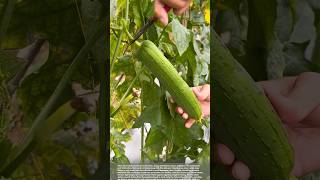 Harvesting cucumbers and loofahs #smartfarming #gardeningtips #farmingtips