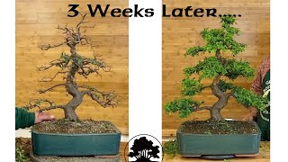 Chinese Elm Pruning. Part 2! - Greenwood Bonsai