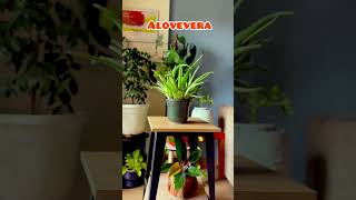 5 low maintenance plants for beginner#shortsfeed #viralfeed #trending #plants #homedecore #garden