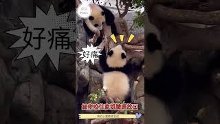 【大熊貓之旅】細佬家姐比武；今次輪到家姐大獲勝利；家姐以三比一嬴左細佬 #panda #熊日常 #cutepanda #黑熊 #redpanda夕消 #zoo #cute #animals #動物