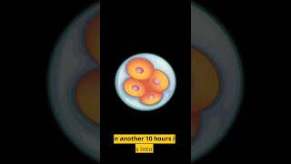 Pregnancy week by week: what happens after fertilisation