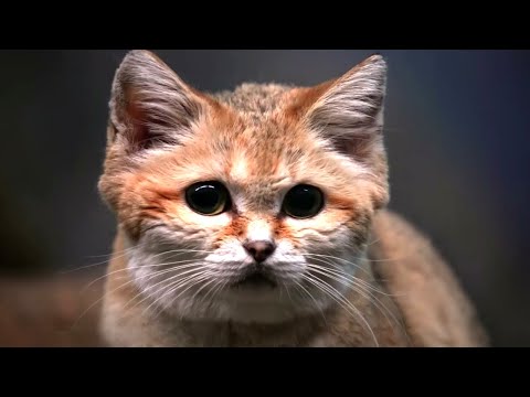 This Cat Can Survive Without Water For Weeks [Sand Cat Facts]