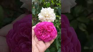 desi white rose and damask rose de rescht