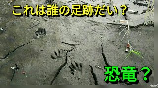 【ご教授願います】この謎の動物の足跡は何の足跡ですかね？😅💦 分かる方が居ましたら是非ご教授を🙏 20171214、謎