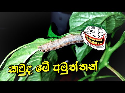 නයි මිරිස් වගාවට පැමිණි අමුත්තන් | Caterpillars.