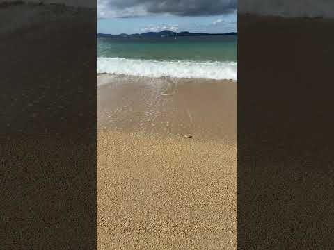 【沖縄旅行】白いカニさん次は何処へ！元気でね！#沖縄 #沖縄旅行 #海 #カニ