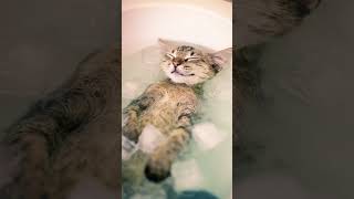 Ice Bath Bliss. #cat #IceBath #Heatwave #CoolCat #FelineBliss #happycat  #aiart #cute #kitten #funny