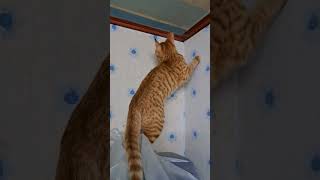 My Cat #Twinkle #viralvideo #viralshort #cute #sweet #kind #cat #ilovemycat #fyp