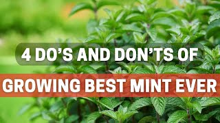 4 Do’s and Don’ts of Growing Best Mint Ever