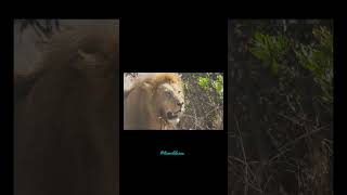 Top 3 famous lions that existed. #bigcats #lion