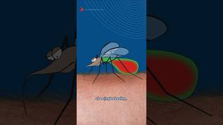 Mechanism of a Mosquito Bite