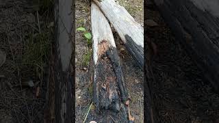 #unstoppable #pine#tree #gardening #treelove,Dead pine