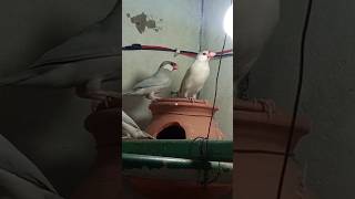 #birdwatching #birdphotography #birdsounds #birds #jawafinch #jawan java #pet #finches #silverjava