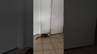 🐱💥 Unreal Slow-Mo Cat Jump & Epic Ball Catch! | You Have to See This! ⚽😮