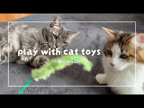【目の癒し】ひたすら猫じゃらしでじゃれ愛タイム