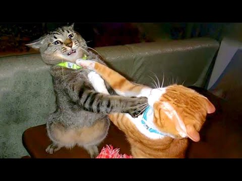 Laugh Till You Cry With These Funny Animal Videos! 🤣