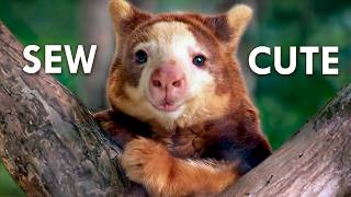 The Adorable Plush Toy You’ve Never Heard Of (And Why It Needs Help)