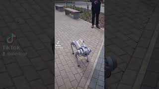 #Ai Robot Dog...