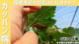 "Grape work" How to prevent diseases just before harvest?
