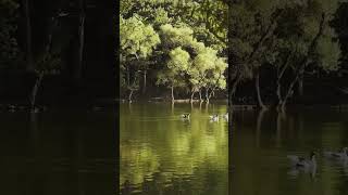 Tranquil River Escape - 1 Minute of Nature's Bliss! #naturesounds #naturelovers #rivervibes #nature