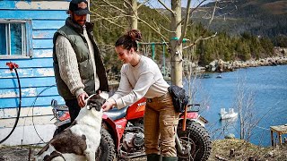 Living on an Off-Grid Island – Fencing and a New Animal Shelter