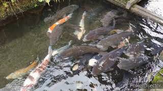 TLog @ 東海道 2023 第七天相片精華 [ 郡上八幡 岐阜 日本]  TLog @ ToKaiDo 2023 Day7 [Gujo Hachiman Gifu Japan]