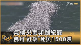 氣候災害頻創紀錄 佛州「紅潮」死魚1500噸｜方念華｜FOCUS全球新聞 20210727