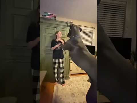 CAN You Resist Laughing at These HUGE Dogs Bloopers?