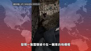 【天下新聞】明尼蘇達州: 女子從汽車格柵救出受傷貓頭鷹 Minnesota: Woman rescues injured owl from car grille