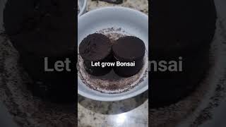 let grow bonsai tree #growtree #bonsaitree
