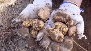 Forest Treasure Hunt 2.0 / I found a monster gold mine! Learn how to mine gold by hand
