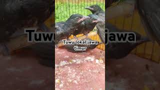 Burung pejabat #tuwu #cuckoo