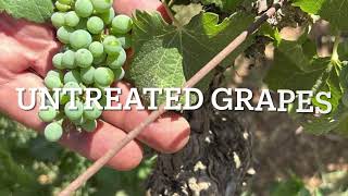 EcoBalance - Grape Vine