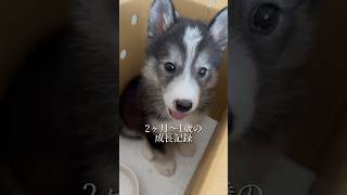#サモスキーのはまち #犬のいる暮らし #犬 #愛犬 #成長記録 #子犬 #いぬ #犬のいる生活 #いぬのいる生活 #いぬのきもち #可愛い #癒し #いぬのきもち #犬好き #ハスキー #サモエド