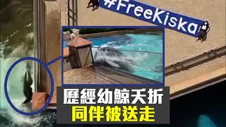 母虎鯨自殘｜被圈養40年頭撼牆自殘  Kiska前飼養員心痛呻殘忍 #POP新聞 #POPNEWS #加拿大 #尼亞加拉瀑布 #Marineland #虎鯨