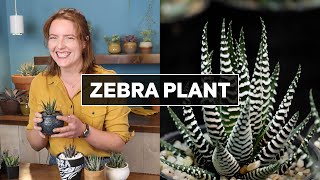Zebra Plant Succulent - What You Need to Know