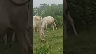Gau Mhari Puja Gau Hai Mata Gopal New Song