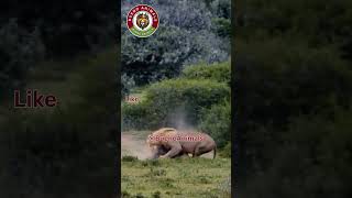 🦁 Lion Catches Buffalo and Starts Feast! 🦬 | #wildlife #lionhunt #safari