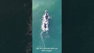 How Whales Hold their Breath so Long