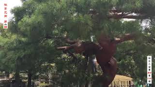 京都天龙寺园林（上）【阳台小盆景】【第139期 】