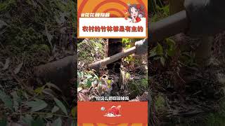 你挖一車！就說不去了！#挖筍 #竹林 #農民 #萬萬沒想到