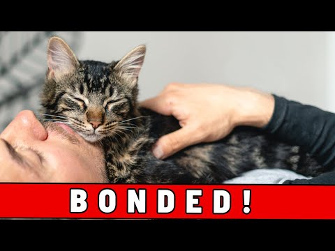 Do This and Your Cat Will Start Loving Sleeping with You