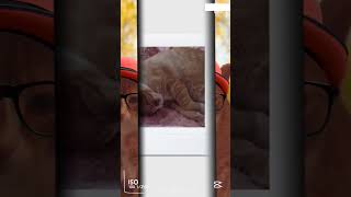 #cat #mysterious #happyanimals #funny #sleepy #happycats #mrpumpkin #sofancy #happypets #shorts