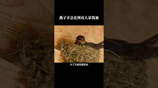 燕子不會在所有人家築巢#日常科普#動物習性#動物高級選址#鄉村小燕子安居工程
