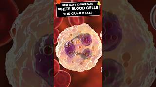 how you can increase white blood cells in your Blood. the army of your body