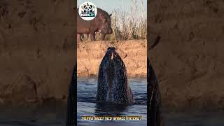 Hippo Meets His Whale Friend! You Won’t Believe What Happened Next #amazing #movie