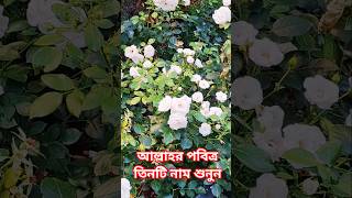 বিউটিফুল গোলাপ গার্ডেন পেরিশ #মনের_আশা_পুরনের_আমল #ytshorts #shortsvideo #হাজতপূরণকরারদোয়া #waz