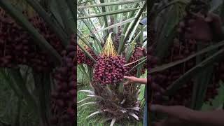 Panen kurma di thailand