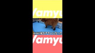 【ヴァンゆん】ぷぷちゃんがプールで濡れちゃったら面白いことになった #Shorts